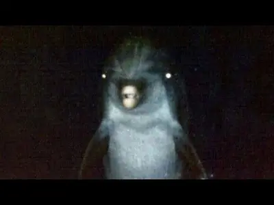 Dolphin 