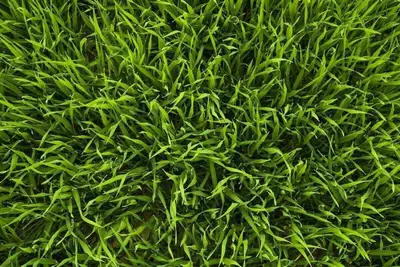 Grass