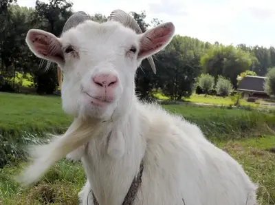 The GOAT