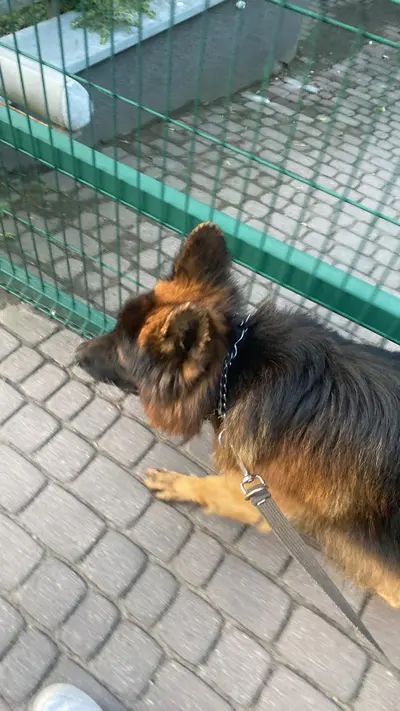 Werewolf Alhaitam 