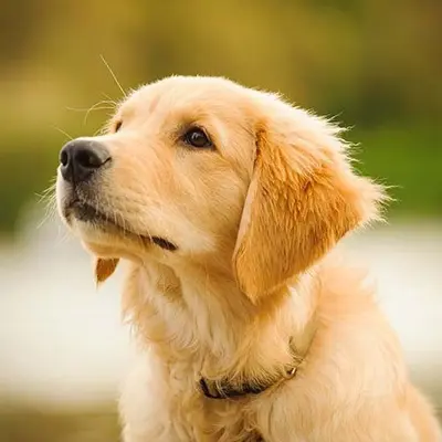 Pet Shop! Adopt a pet!