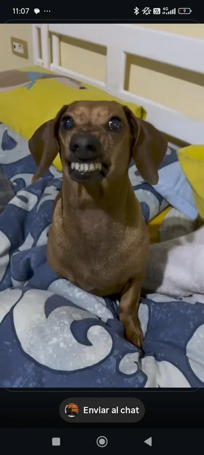 Dragón Dina 
