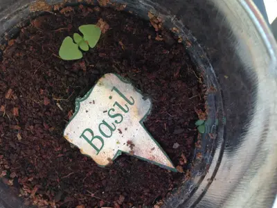 Basil