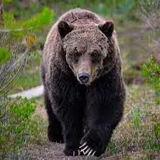 A bear