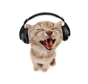 🎸 SHADEY ! 🎤