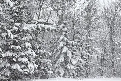 Endless Winter