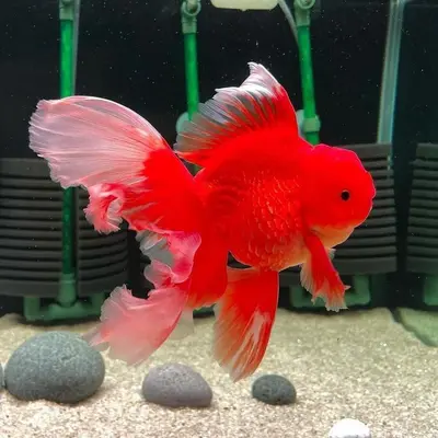 goldfish