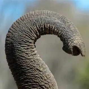 ElePT: Your Very Own Pet Elephant
