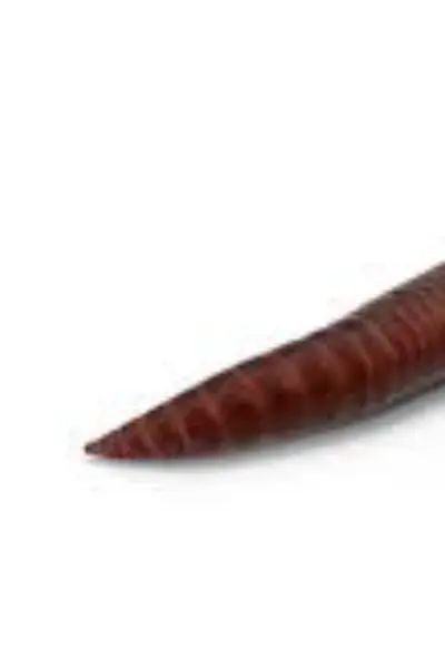 A Giant Slutty Earthworm