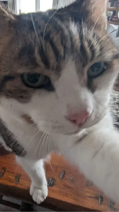 Milo