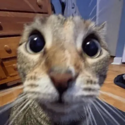 Gato