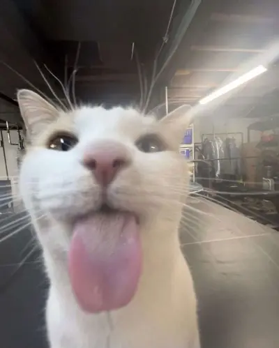 cat