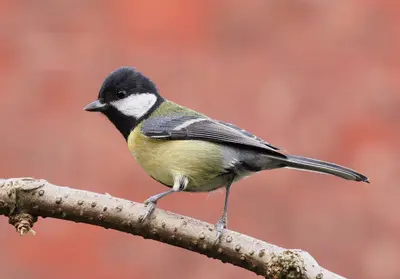 Some bird 