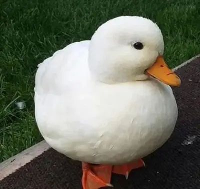 Duck