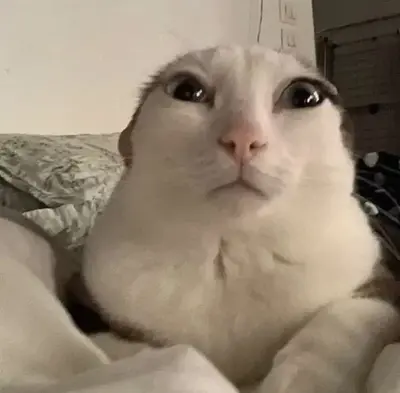 𝓯𝓻𝓮𝓪𝓴𝔂 cat