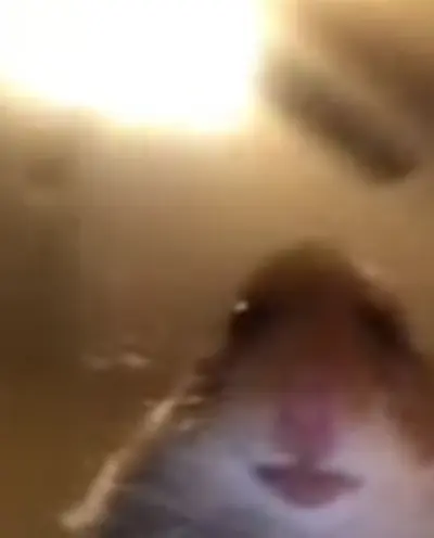 MafiaFell