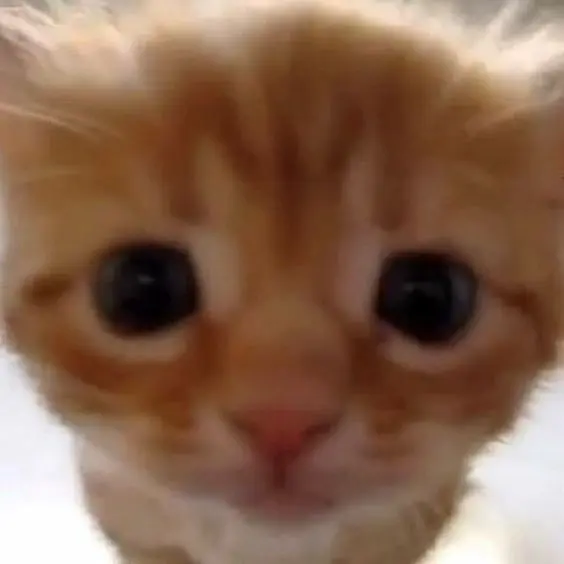 un gato.