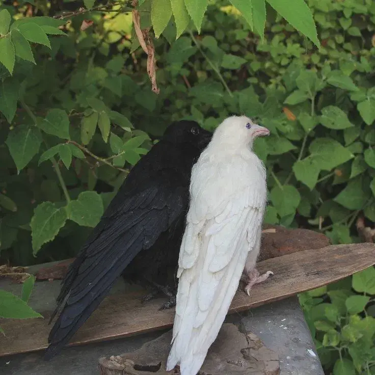 You’re white Crow