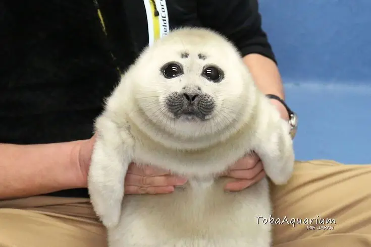 Seal  
