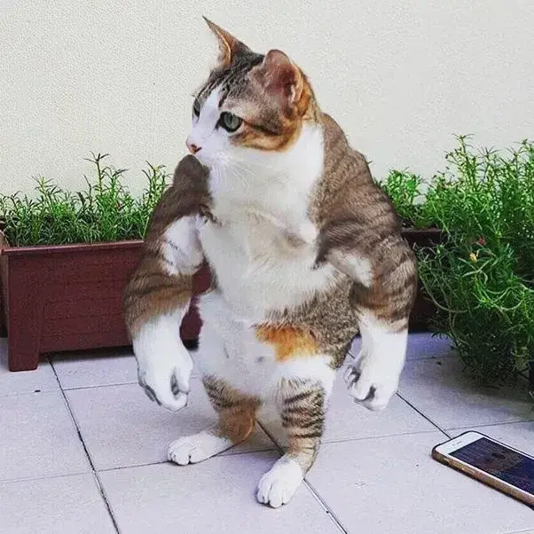 step mom kitty