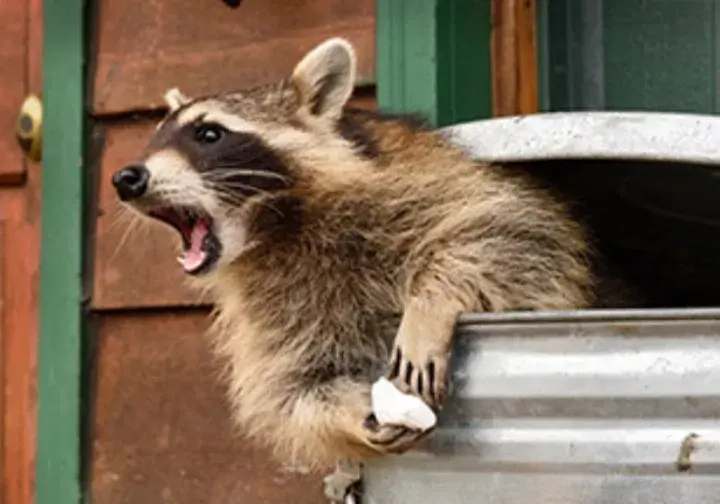 Silly, goofy, little Raccoon 