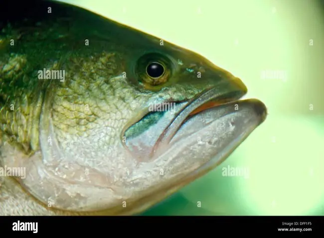 Bass