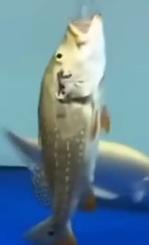fd