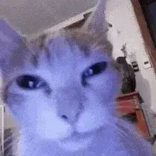 Random Ass Cat