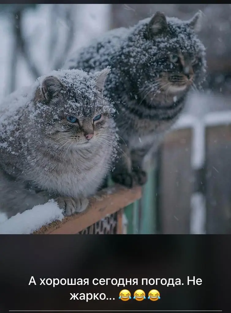 Вова