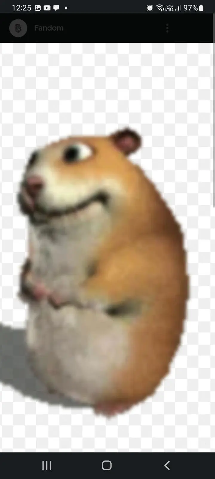 Chomik