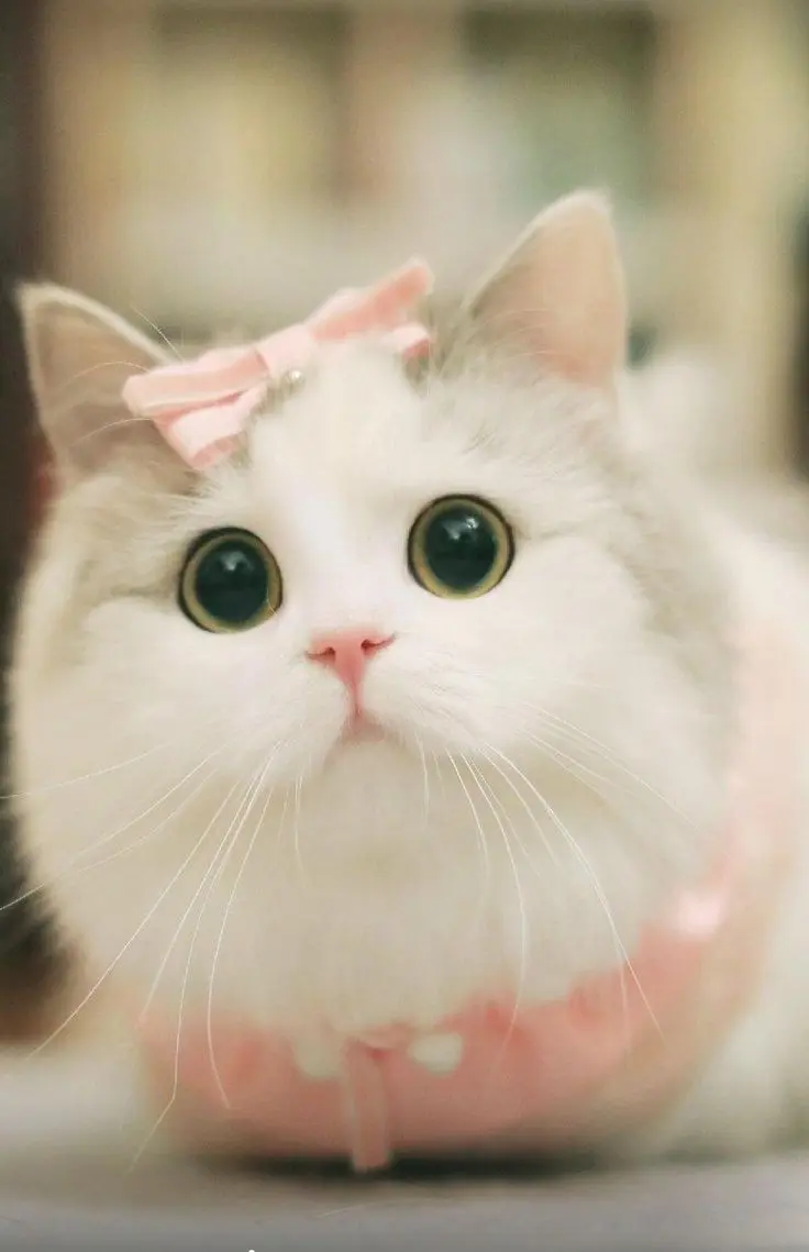 Котик