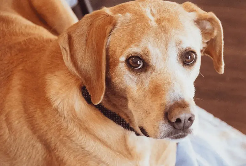 Lucy (Christian dog)