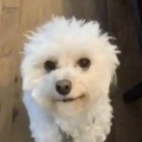 NOssa Nossa assim vse me mata