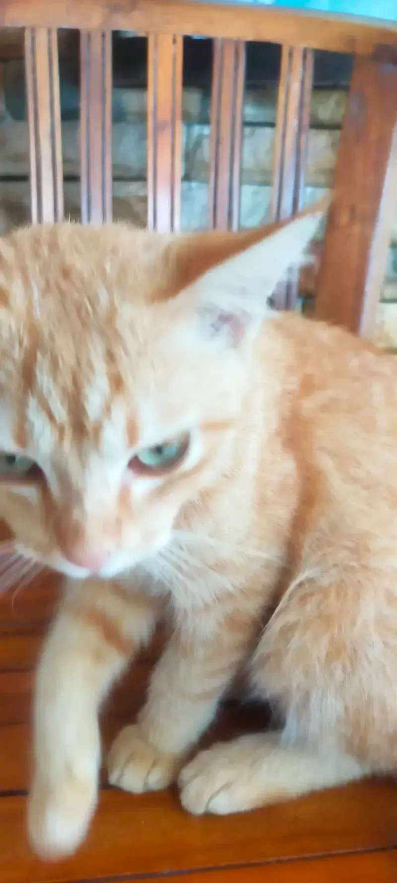 My cat
