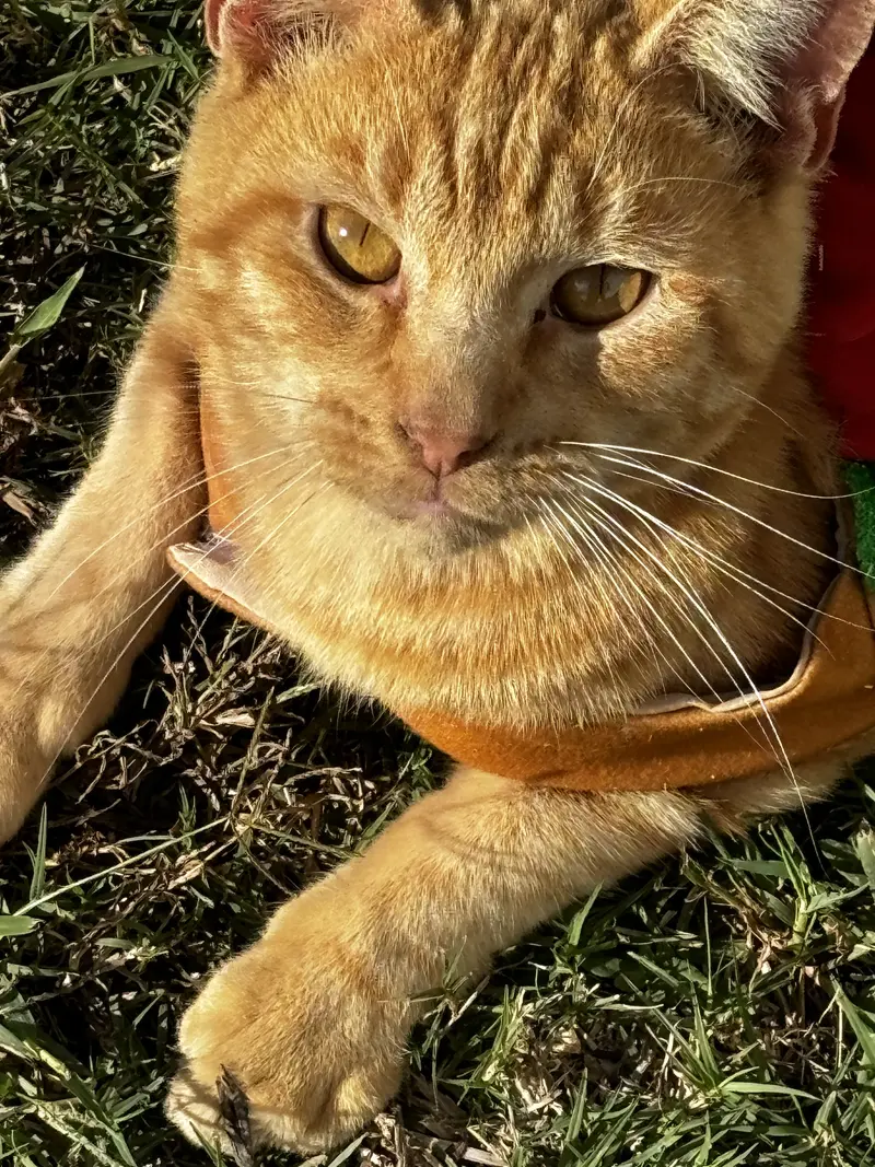 Just a orange cat