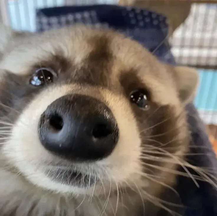 Raccoon! (Your pet you found in the dumpster) 🗑