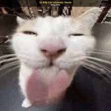 Silly kitty