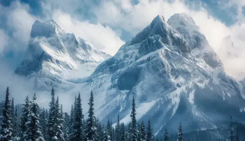 Boreal forest (WIP) rpg