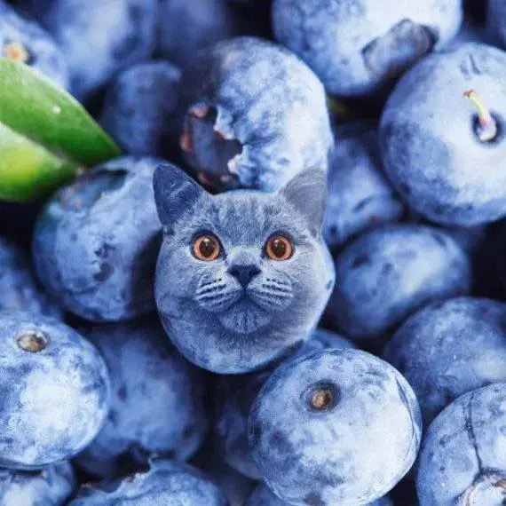 Cats if They Were Blueberries
