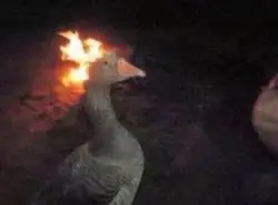 Goose