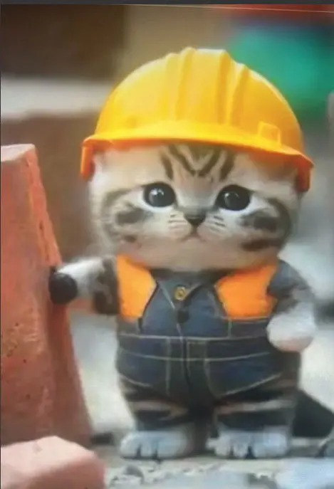 gato