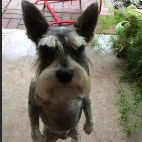Dawg (Chill ahh mf)