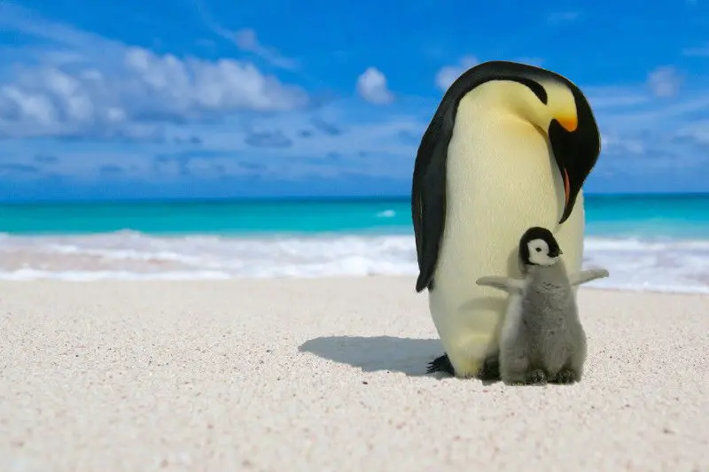 penguin