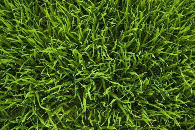 Grass
