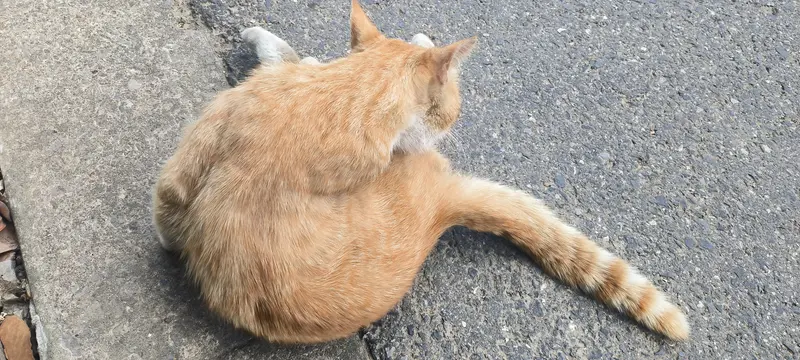 猫