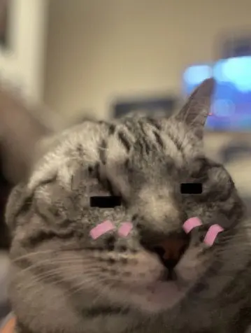 cat