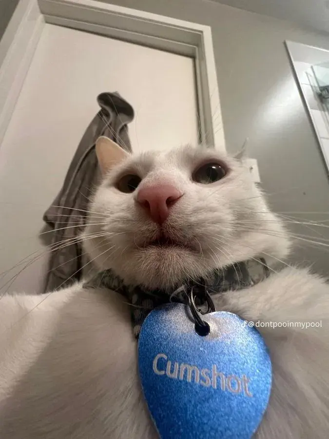 Cumshot The Cat