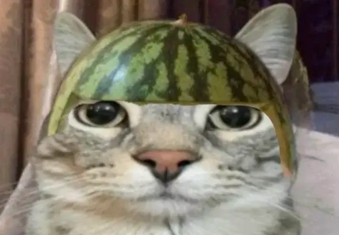 Watermelon Cat
