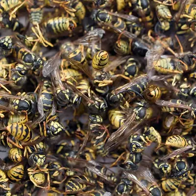 Parasitic wasps