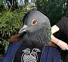 Pidgeonstool